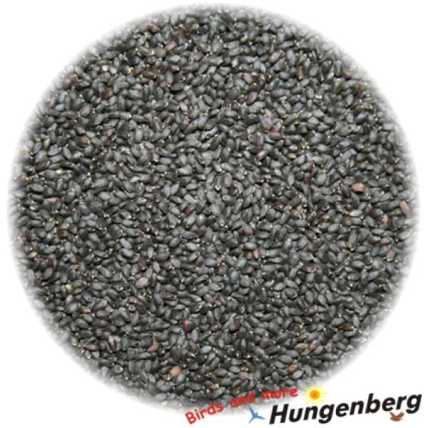 Hungenberg - Σπόρος Βασιλικού - 500gr