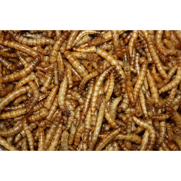 Αποξηραμένα mealworms 100gr (€30 τιμή κιλού)